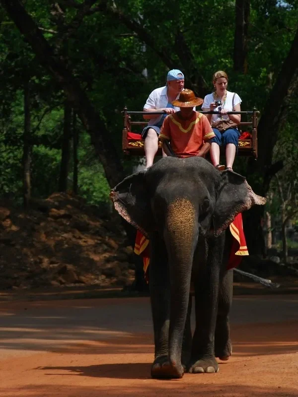people riding elephan riding in bangkok