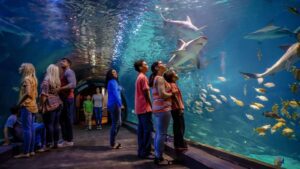 Visitors walking through the acrylic tunnel at Underwater World Pattaya