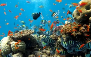 Colorful coral reef and tropical fish at Underwater World Pattaya