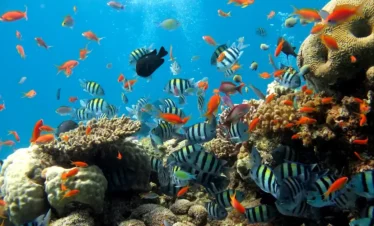Colorful coral reef and tropical fish at Underwater World Pattaya