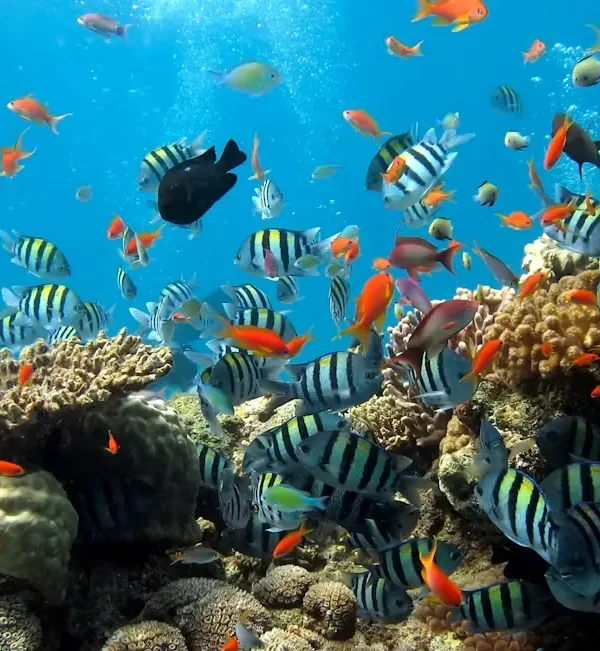 Colorful coral reef and tropical fish at Underwater World Pattaya