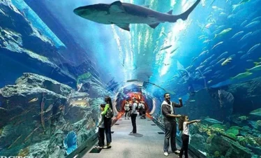 Sharks and stingrays on display in the aquarium’s Shark Zone