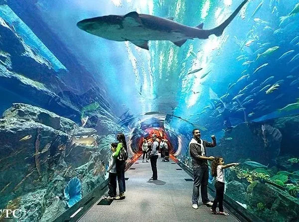 Sharks and stingrays on display in the aquarium’s Shark Zone