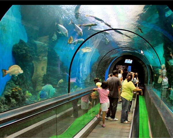 Colorful tropical fish swimming inside a large marine life exhibit at Aquaria Phuket.
