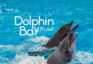 Dolphins performing tricks in the water at Dolphin Show Phuket