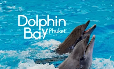 Dolphins performing tricks in the water at Dolphin Show Phuket