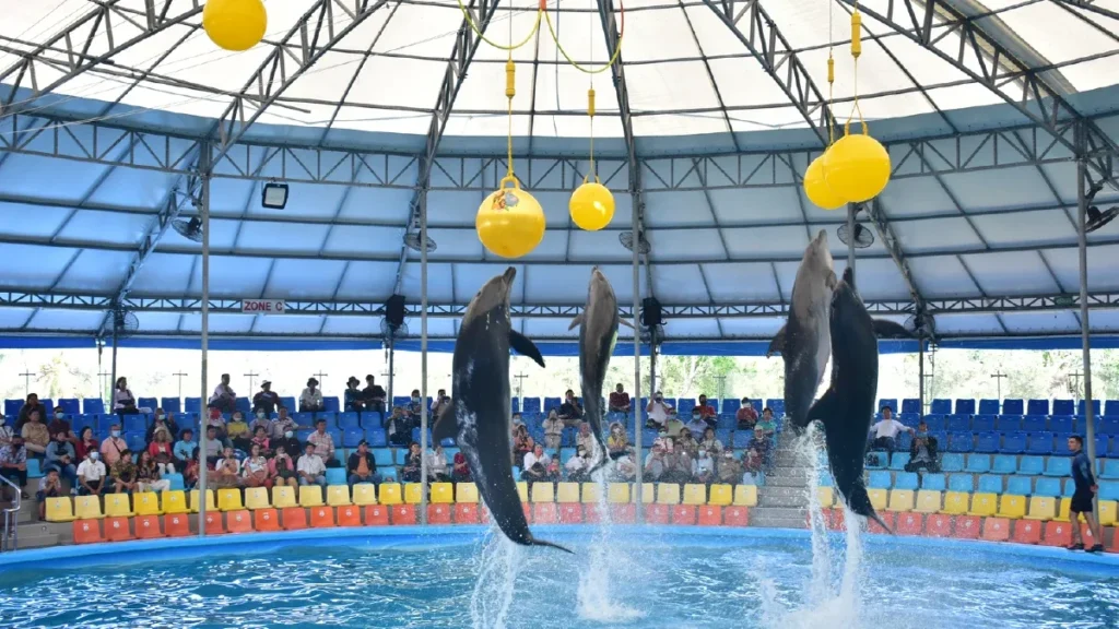 Dolphins jumping out of the pool to touch a yellow ball at Dolphin Show Phuket