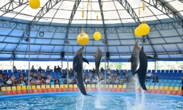 Dolphins jumping out of the pool to touch a yellow ball at Dolphin Show Phuket