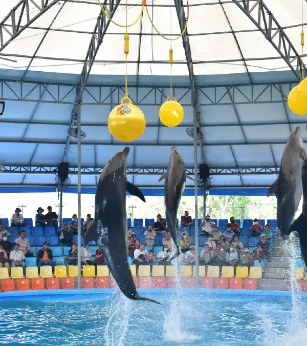 Dolphins jumping out of the pool to touch a yellow ball at Dolphin Show Phuket