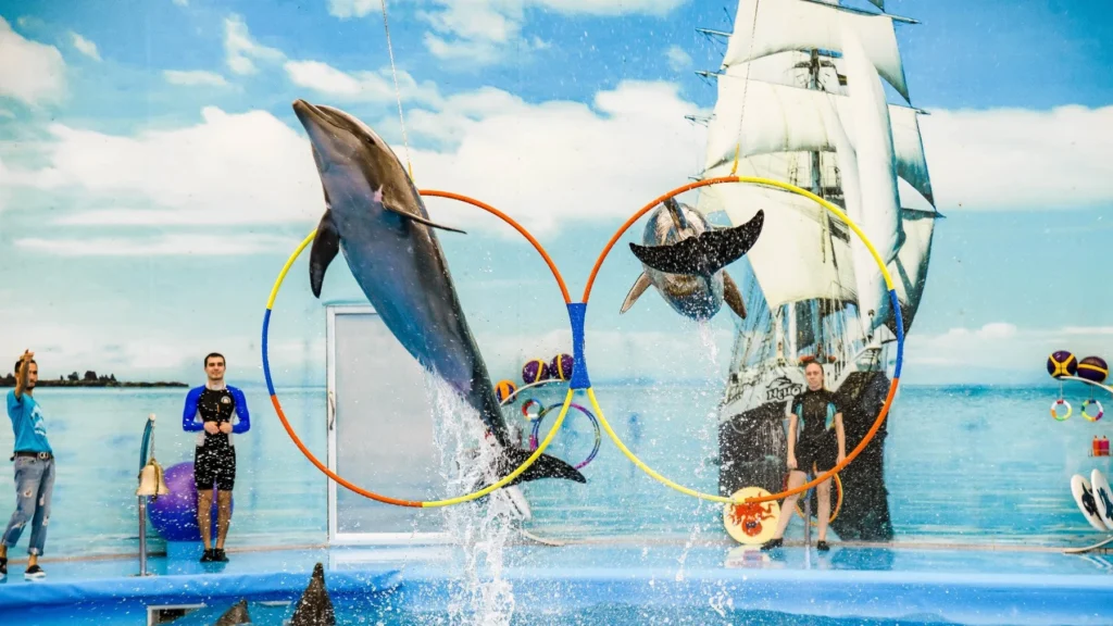 Dolphin jumping through colorful rings at Dolphin Show Phuket