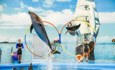 Dolphin jumping through colorful rings at Dolphin Show Phuket