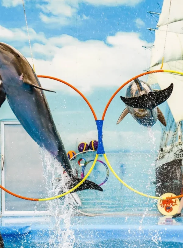 Dolphin jumping through colorful rings at Dolphin Show Phuket