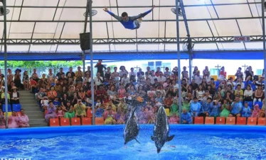 VIP first-row seating at Pattaya Dolphinarium