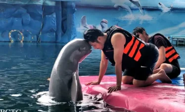 Dolphin interacting with trainer at Pattaya Dolphinarium