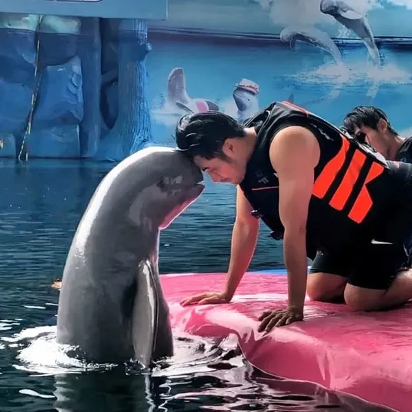 Dolphin interacting with trainer at Pattaya Dolphinarium