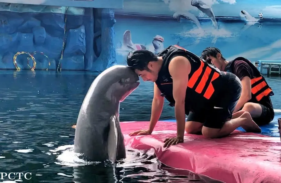 Dolphin interacting with trainer at Pattaya Dolphinarium