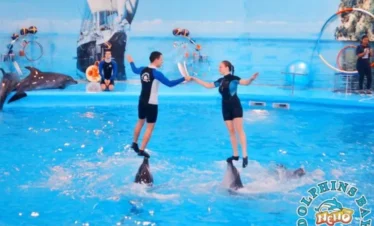 Man and woman riding on dolphins during a live show at Dolphin Show Phuket