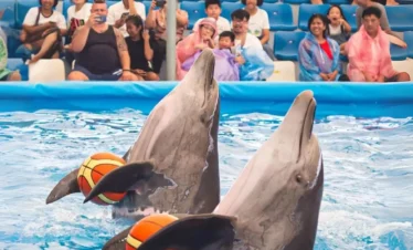 amily enjoying dolphin show at Pattaya Dolphinarium