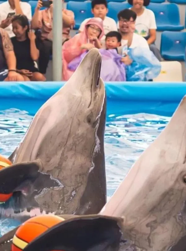 amily enjoying dolphin show at Pattaya Dolphinarium