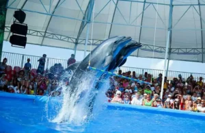 Dolphins performing at Pattaya Dolphinarium Show