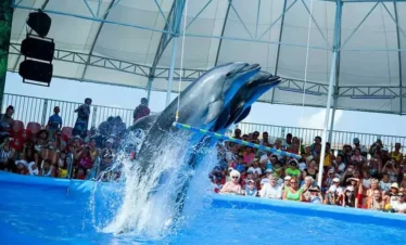 Dolphins performing at Pattaya Dolphinarium Show