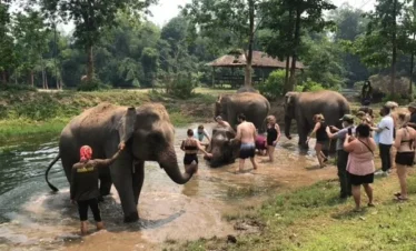 Elephants interacting with tourists at Bangkok Elephant Park