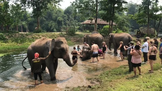 Elephants interacting with tourists at Bangkok Elephant Park