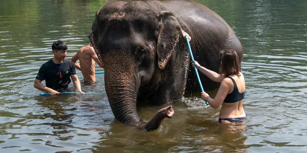 Tourist giving a bath to an elephant in the water at Bangkok Elephant Park