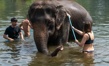 Tourist giving a bath to an elephant in the water at Bangkok Elephant Park