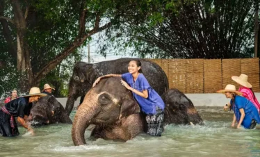 Tourists and elephants enjoying and playing together in the water at Bangkok Elephant Park