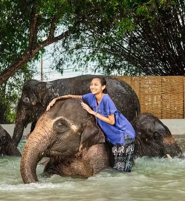 Tourists and elephants enjoying and playing together in the water at Bangkok Elephant Park
