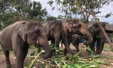 Elephants eating fresh food at Bangkok Elephant Park in Thailand