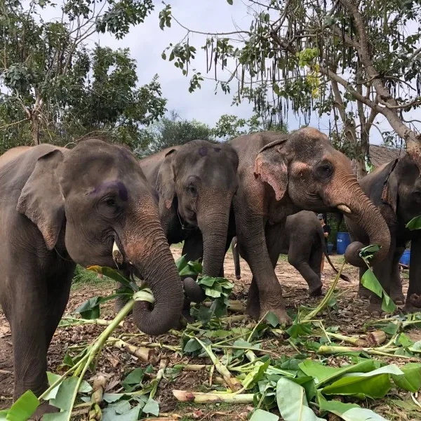 Elephants eating fresh food at Bangkok Elephant Park in Thailand