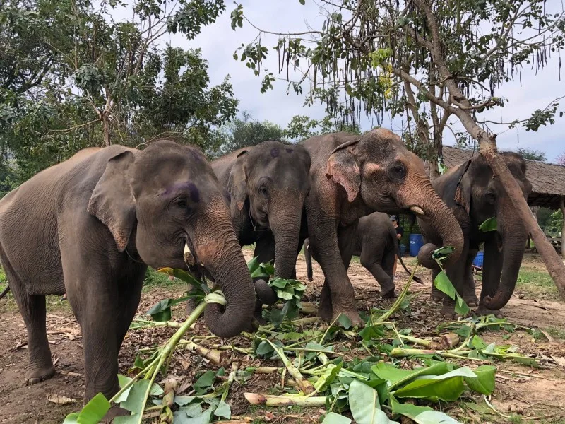 Elephants eating fresh food at Bangkok Elephant Park in Thailand