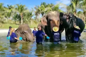 Three elephants bathing in water with caretakers at Bangkok Elephant Park