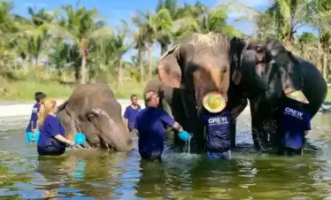 Three elephants bathing in water with caretakers at Bangkok Elephant Park