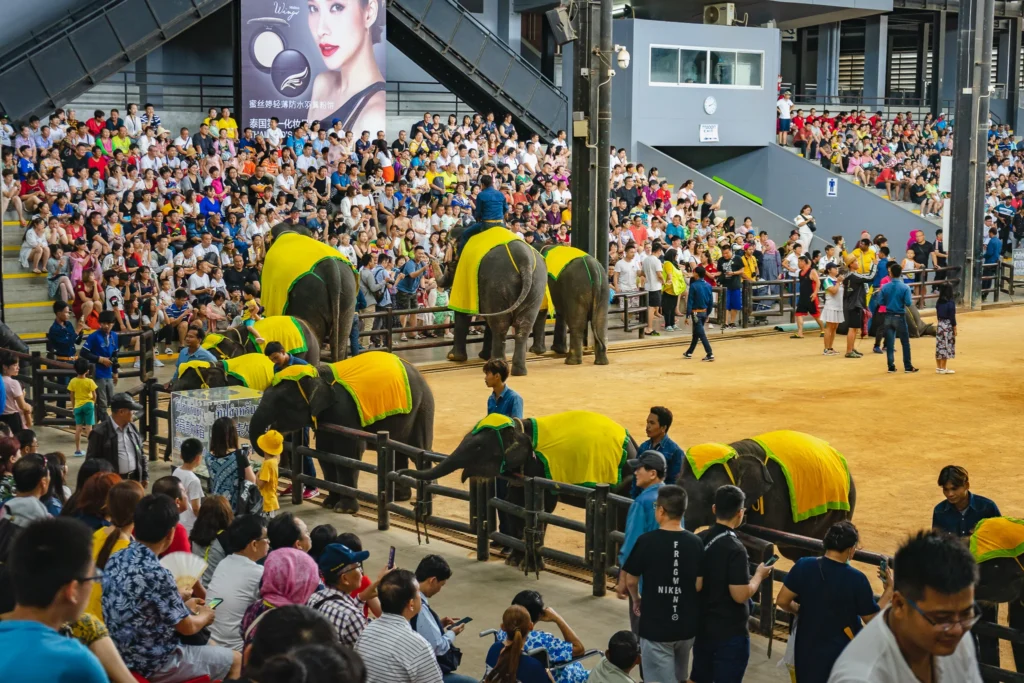 Elephant show with trained elephants performing at Nong Nooch Garden Pattaya