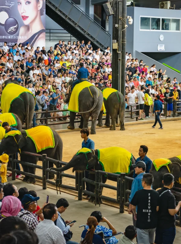 Elephant show with trained elephants performing at Nong Nooch Garden Pattaya