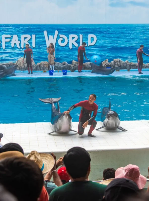 A dolphin leaping through a hoop mid-air during a live performance at Safari World Bangkok with trainers nearby.