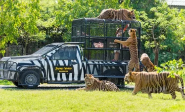 Tourist vehicle on a safari drive adventure with live animal encounters in Thailand