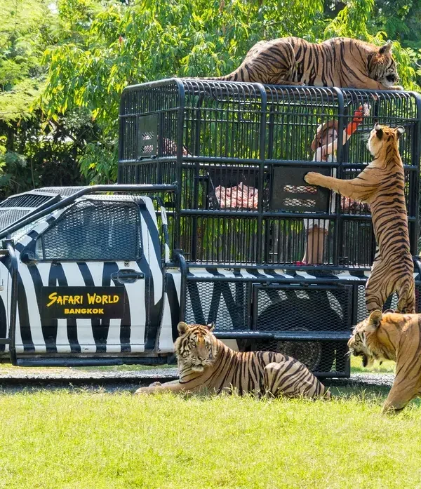 Tourist vehicle on a safari drive adventure with live animal encounters in Thailand