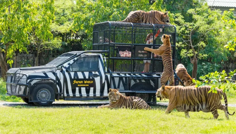Tourist vehicle on a safari drive adventure with live animal encounters in Thailand