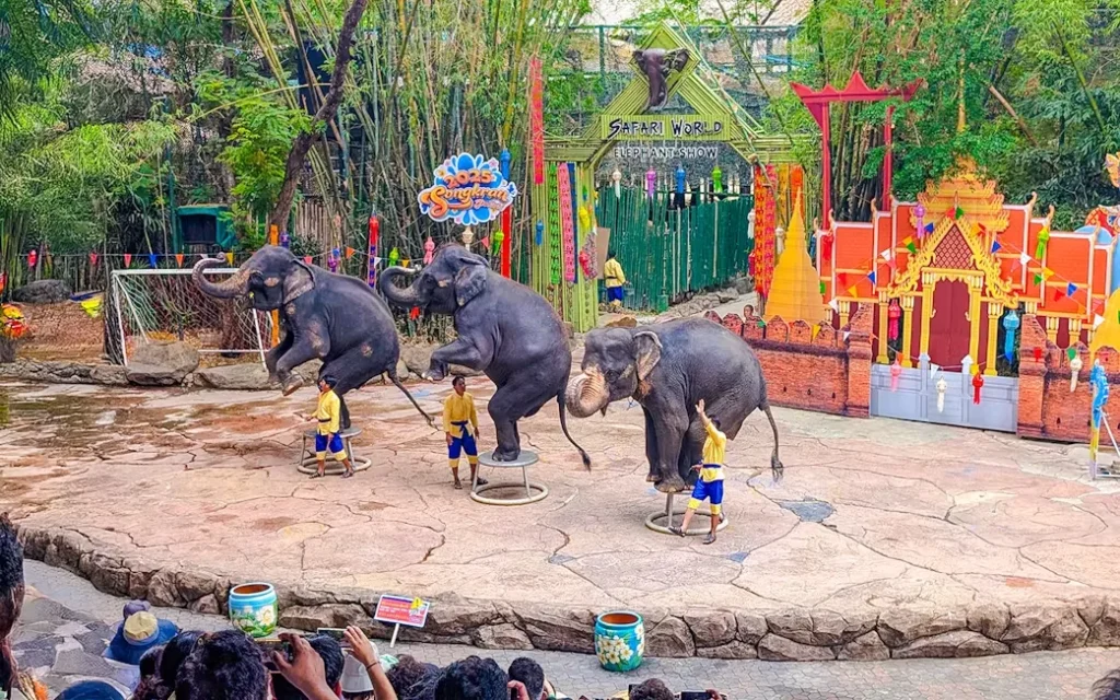 Trained elephants showcasing their skills and interacting with the audience at the Elephant Show in Safari World Bangkok.