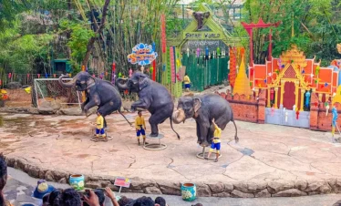 Trained elephants showcasing their skills and interacting with the audience at the Elephant Show in Safari World Bangkok.