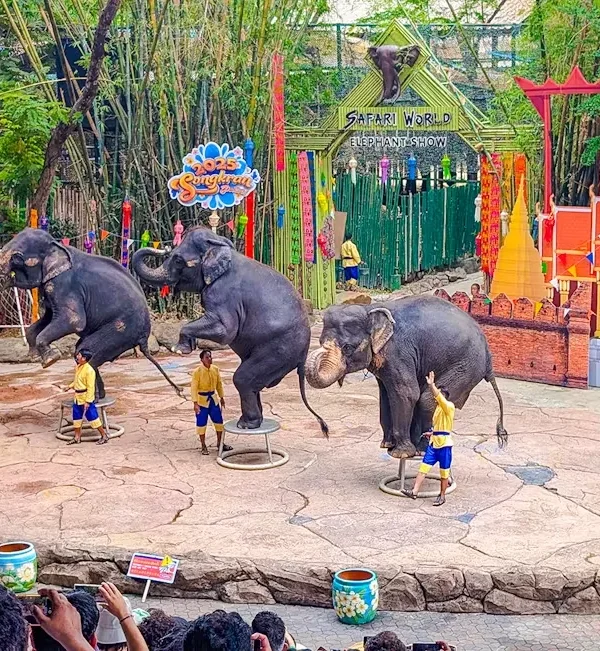 Trained elephants showcasing their skills and interacting with the audience at the Elephant Show in Safari World Bangkok.