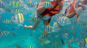 Tourist snorkeling underwater surrounded by colorful fish during 4 Islands tour in Krabi