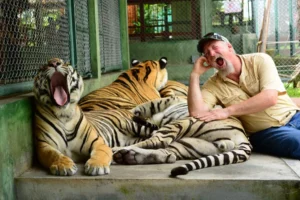 Guest interacting with a majestic tiger at Tiger Kingdom Phuket