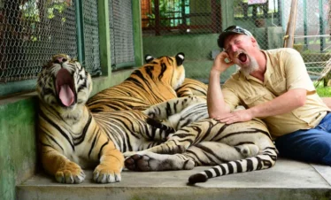 Guest interacting with a majestic tiger at Tiger Kingdom Phuket