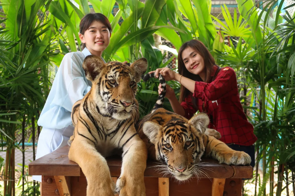 Couple smiling while taking pictures with a tiger at Tiger Park Pattaya