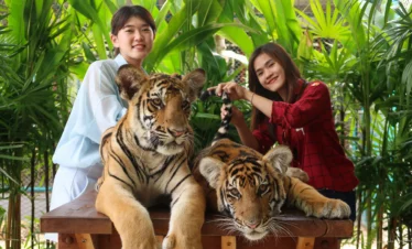 Couple smiling while taking pictures with a tiger at Tiger Park Pattaya